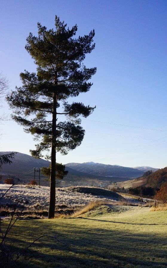 Woodland Pine *